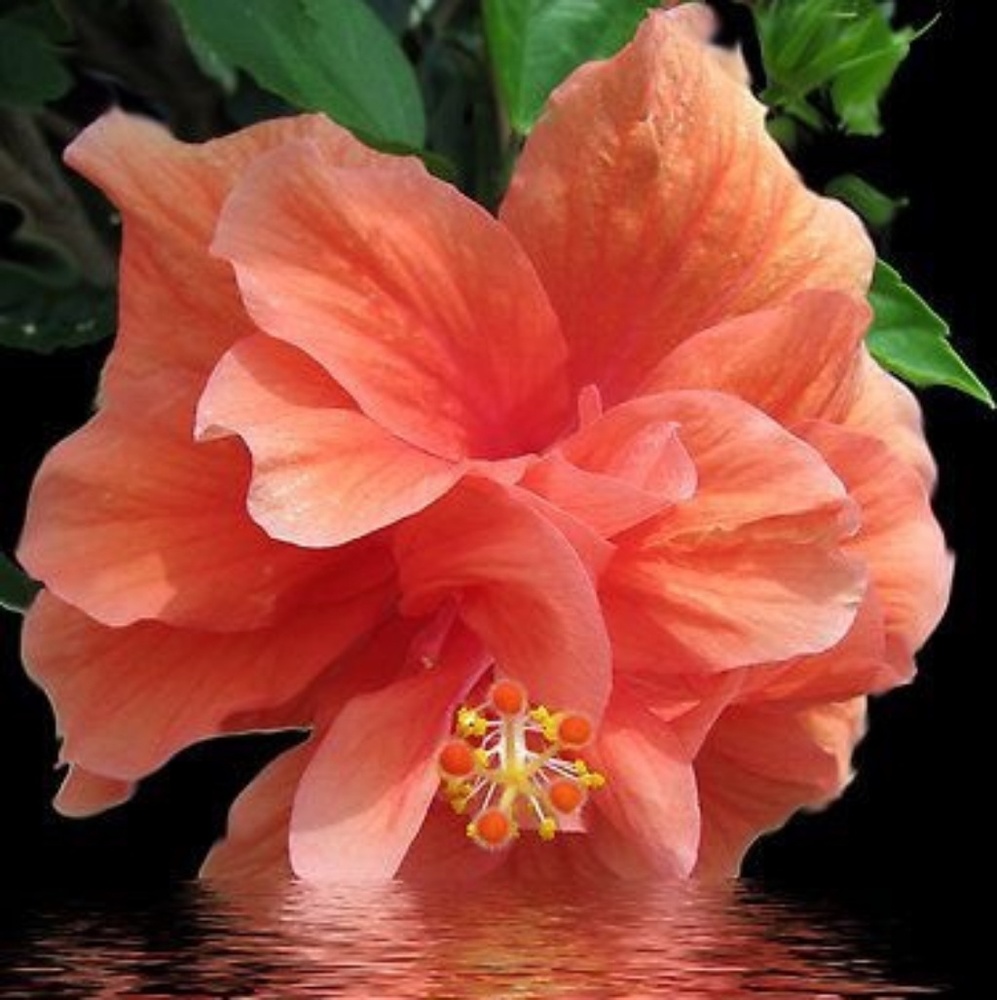 Meet your Posher, Dina